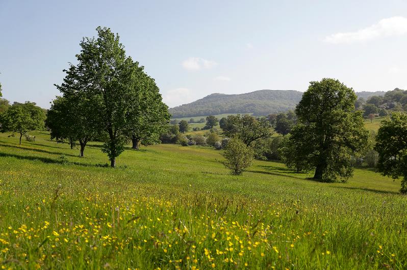 Eastnor Castle Backyard race